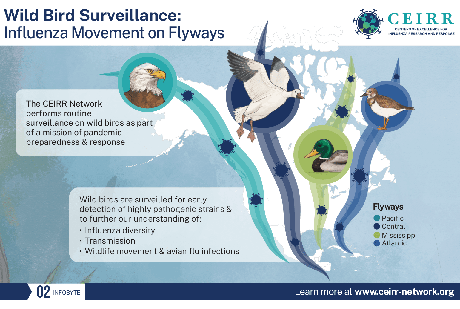 Wild Bird Surveillance: Influenza Movement on Flyways